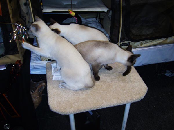 CatShow_103010_36