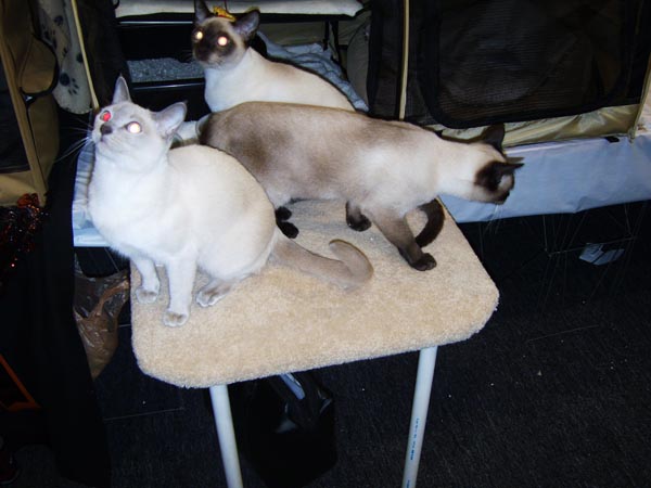 CatShow_103010_37