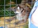 CatShow_103010_12