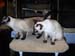 CatShow_103010_23