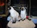 CatShow_103010_26