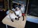 CatShow_103010_28