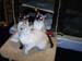 CatShow_103010_31