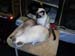 CatShow_103010_32