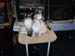 CatShow_103010_33