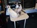 CatShow_103010_34