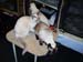 CatShow_103010_38