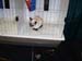 CatShow_103010_45