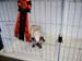 CatShow_103010_47